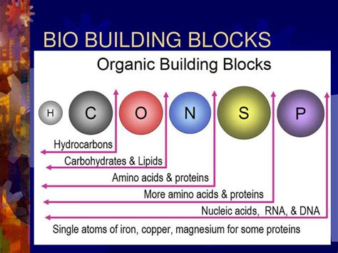 Biological Building Block