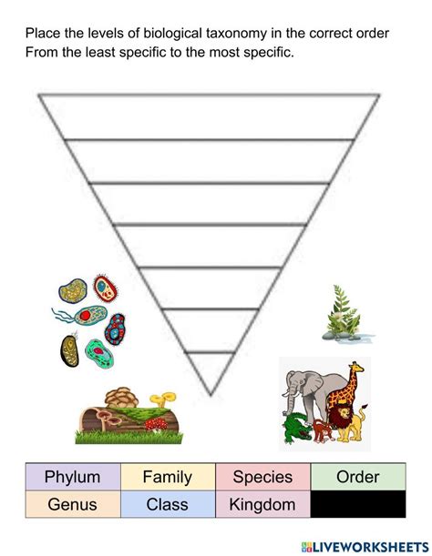Biological Classification Worksheet