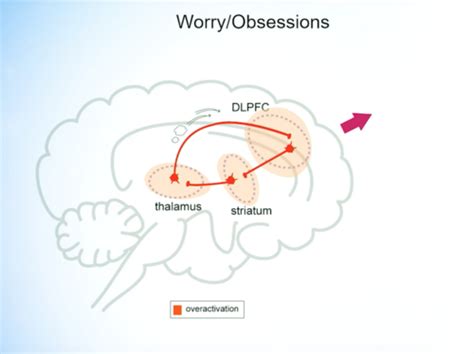 biological explanations for OCD Flashcards Quizlet