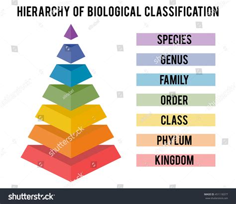 Biological Hierarchy