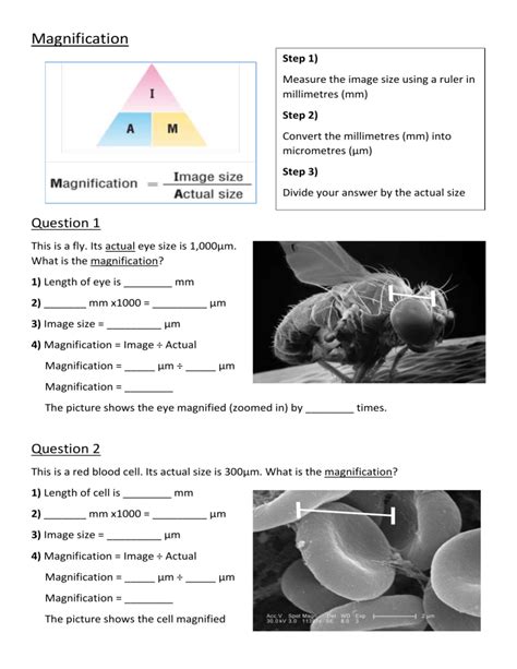 Biological Magnification Worksheet   Applied Math And Science Education Repository Microscopes - Biological Magnification Worksheet