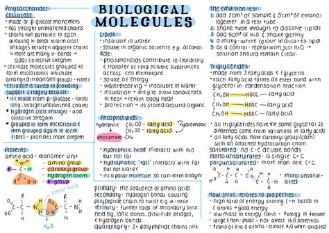 Biological Molecules Year 12 A Level Carbohydrates Monosaccharides Carbohydrates Worksheet Biology - Carbohydrates Worksheet Biology