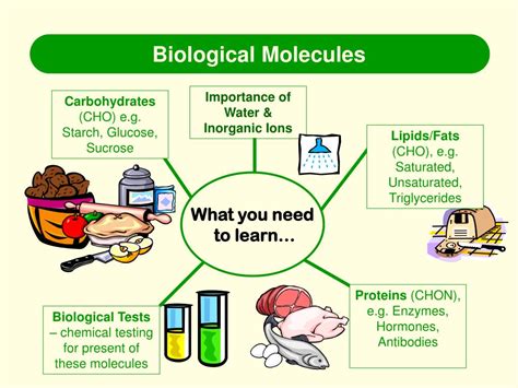 Biological Molecules You Are What You Eat Crash Biological Molecules Worksheet Answer Key - Biological Molecules Worksheet Answer Key