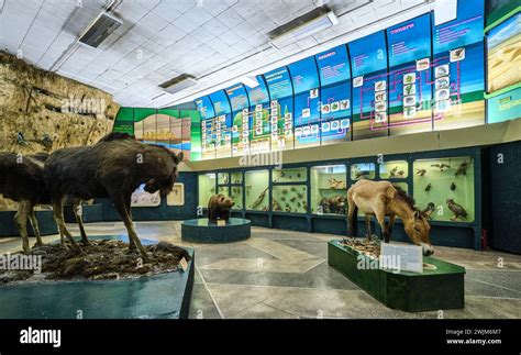 Biological Museum Methods Vertebrates
