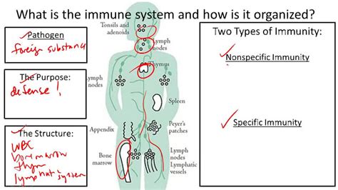 Biology 11 Immune System And Disease Worksheets Does The Healthy Immune System Worksheet - The Healthy Immune System Worksheet