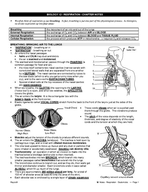 Biology 12 Respiration Chapter Notes Weebly