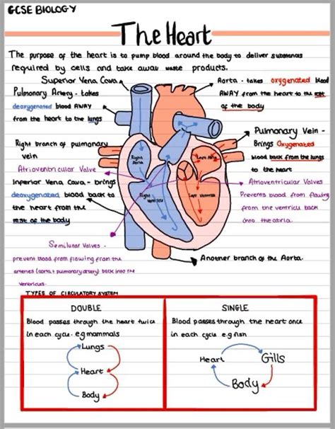 Biology 12 Study Guide Circulatory