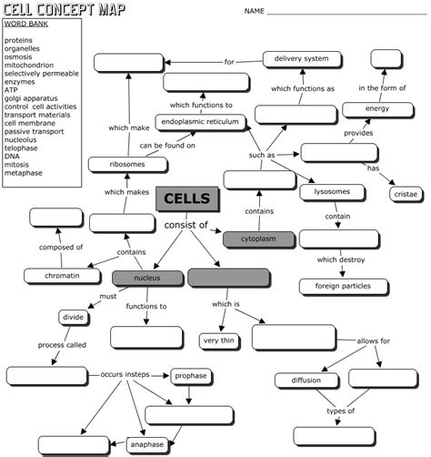 Biology Cell Concept Map Answer Key