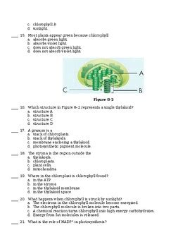 Biology Chapter 8 Test