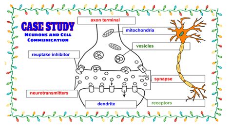 Biology Corner Answer Key Study Guide