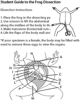 Biology Corner Frog Dissection Answer Key