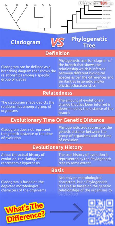 biology difference between cladogram and phylogenetic tree