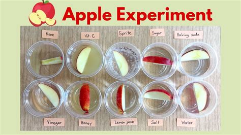 Biology Experiments For Lecturers Appledifferent Biology Science Experiments - Biology Science Experiments