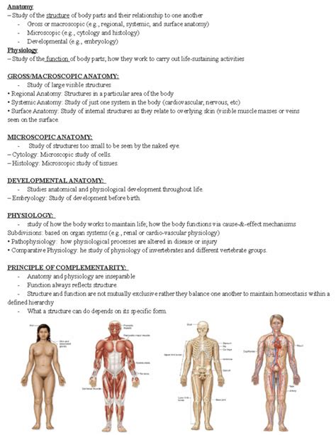 Biology Human Body Study Answer Key
