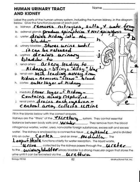 biology if8765 answer key human circulatory system