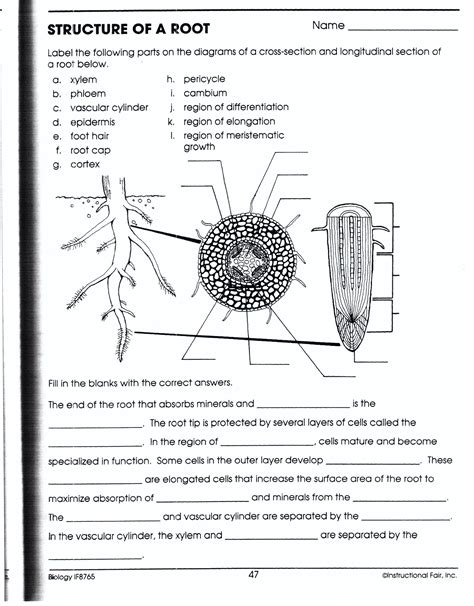 Biology If8765 Worksheet Answers   A Mammal Embryo Worksheets K12 Workbook - Biology If8765 Worksheet Answers
