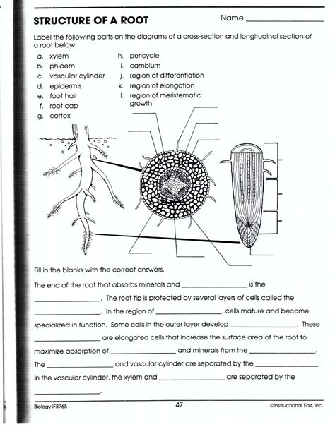 Biology If8765 Worksheets K12 Workbook Biology If8765 Worksheet Answers - Biology If8765 Worksheet Answers