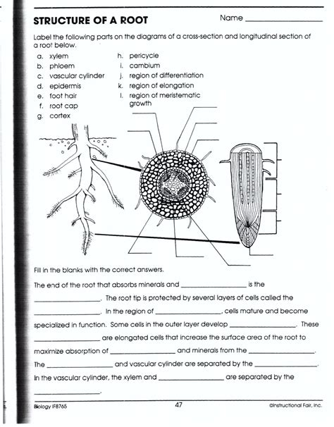 Biology If8765 Worksheets Learny Kids Biology If8765 Worksheet Answers - Biology If8765 Worksheet Answers