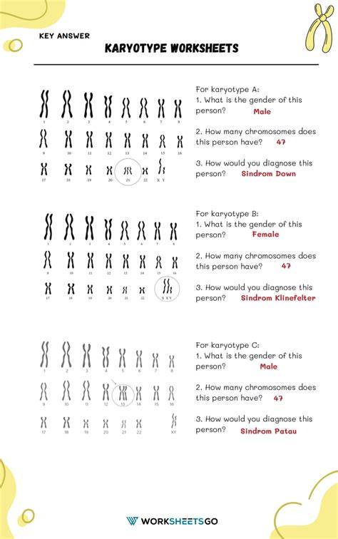 biology karyotype answer key