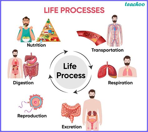 Biology Life Processes