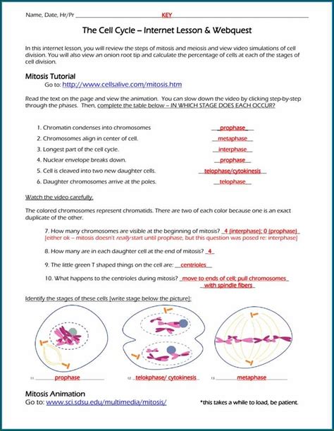 biology mitosis internet assignment answer key
