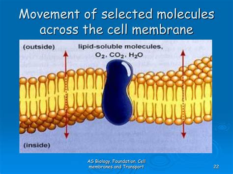 Biology Movement Across The Cell Membrane Matching Terms Cell Membrane Movement Worksheet - Cell Membrane Movement Worksheet
