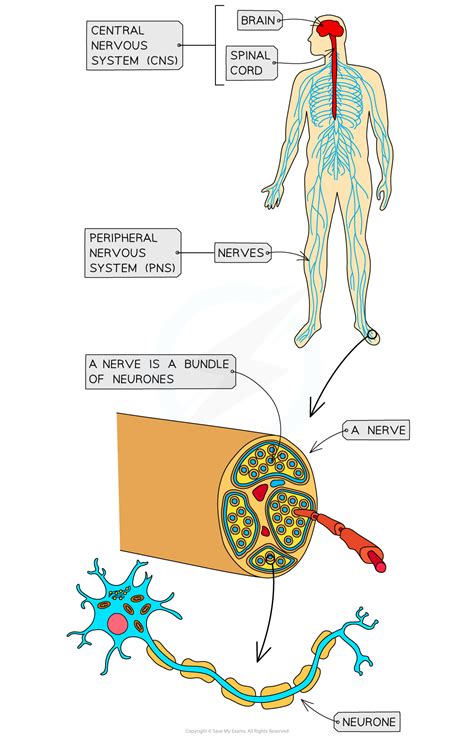 Biology Nervous System Packet Multiple Choice Answers