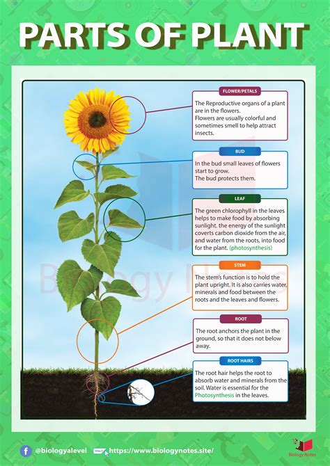 Biology Of Plants Parts Of Plants Diagram And 5th Grade Parts Of A Plant - 5th Grade Parts Of A Plant