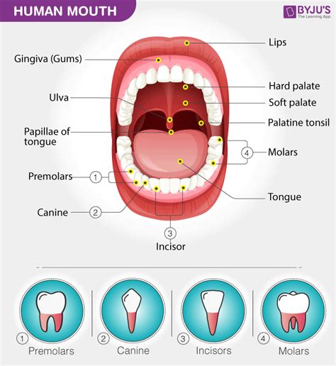 Biology Of The Teeth Mouth And Dental Disorders Teeth Science - Teeth Science