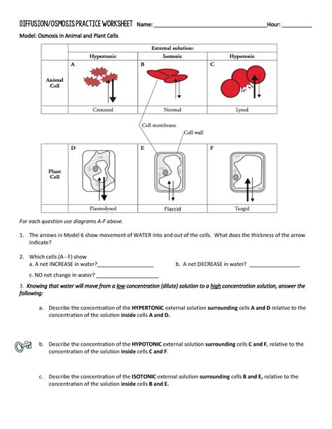 biology osmosis and diffusion practice lab questions