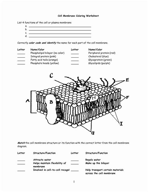 Biology Plasma Membrane Worksheet Questions And Answers Quizlet Plasma Membrane Worksheet - Plasma Membrane Worksheet