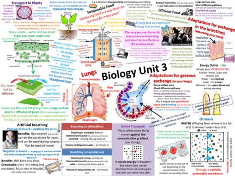 Biology Unit 3 Study Guide Key