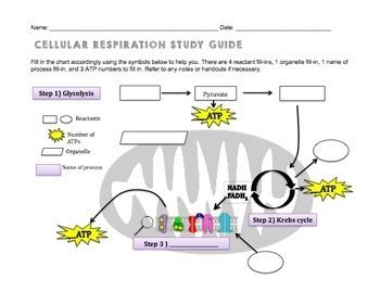Download Biology 12 Respiration Study Guide 