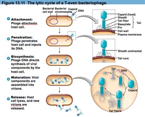 Download Biology Chapter 13 Study Guide Answer Key 