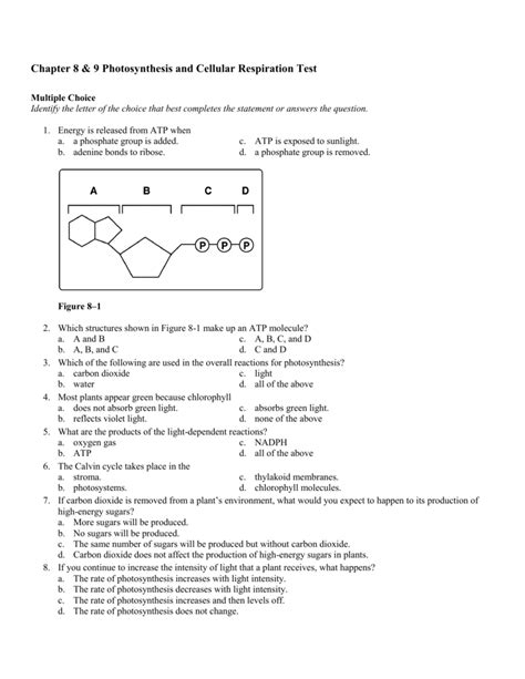Download Biology Chapter 8 Test Photosynthesis 