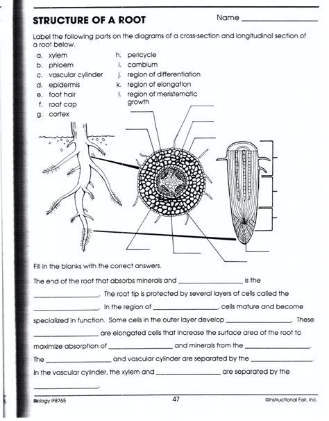 Read Online Biology If8765 Structure Of A Root Answers 