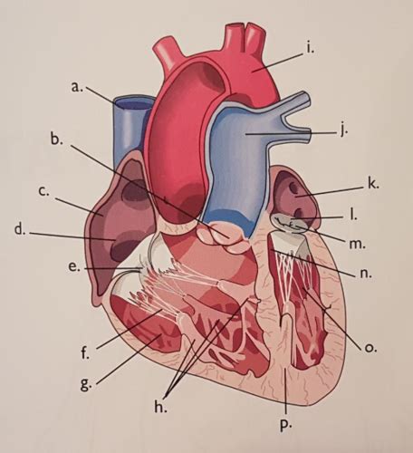 Full Download Biology Module 11 Study Guide 
