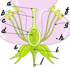 Read Online Biology Module 15 Study Guide 