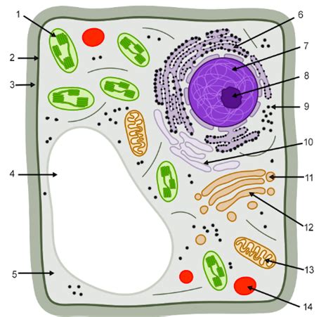 Biologycorner