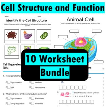 Biologyexams4u Teaching Resources Teachers Pay Teachers Cell Organelle Worksheet 4th Grade - Cell Organelle Worksheet 4th Grade
