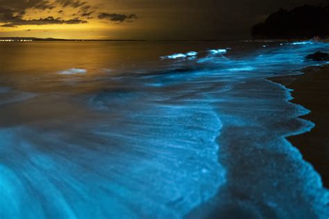 bioluminescence adalah
