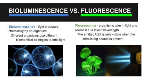 Bioluminescence Vs Fluorescence