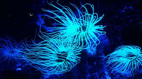 Bioluminescent Creatures