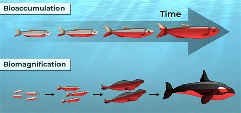 Biomagnification Vs Bioaccumulation