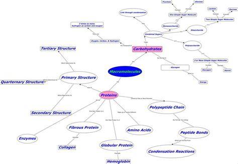 biomes concept map answer key
