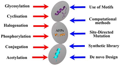 biomimetic peptide - German translation – Linguee