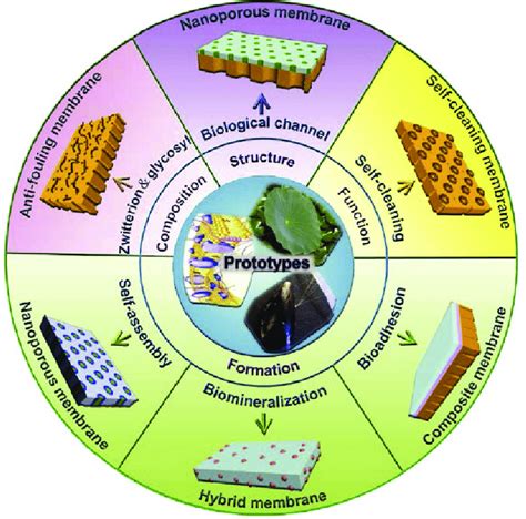 Read Online Biomimetics Bioinspired Hierarchical Structured Surfaces For Green Science And Technology Biological And Medical Physics Biomedical Engineering 
