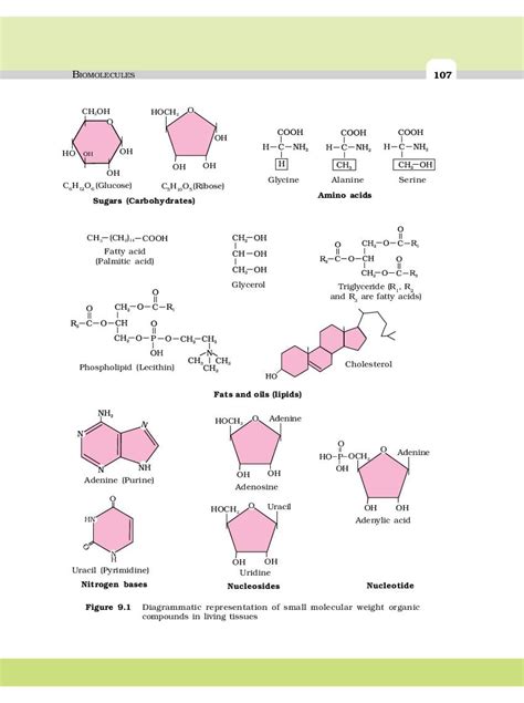 Biomolecules Ncert Pdf