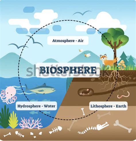 Biosphere Starts With Flashcards Quizlet Biosphere Starts With Worksheet Answers - Biosphere Starts With Worksheet Answers