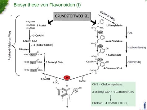 biosynthese